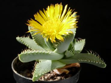 Mutterpflanze mit Blüte